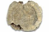 Hadrosaur (Edmontosaurus) Caudal Vertebra Centrum - Montana #324153-3